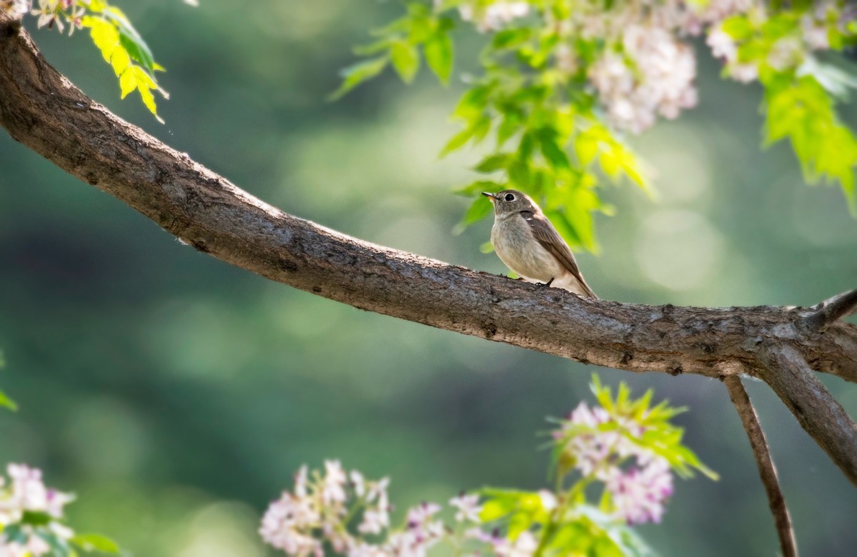 小鸟----北灰鹟（六）