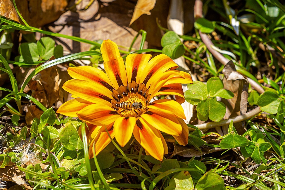 2022花城看花（36）：勋章菊