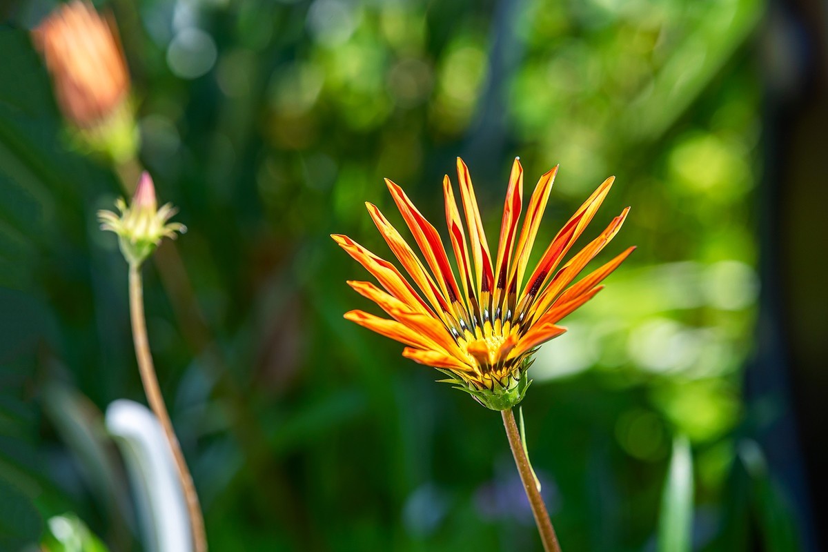 2022花城看花（36）：勋章菊
