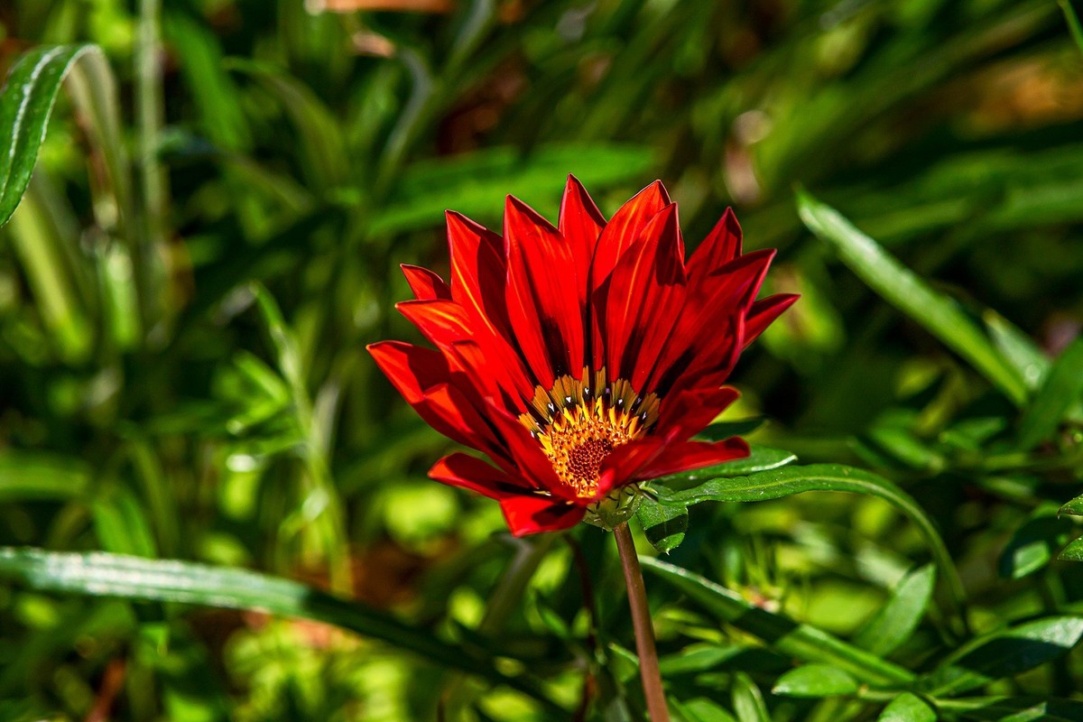 2022花城看花（36）：勋章菊