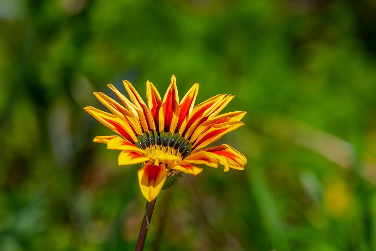 2022花城看花（36）：勋章菊