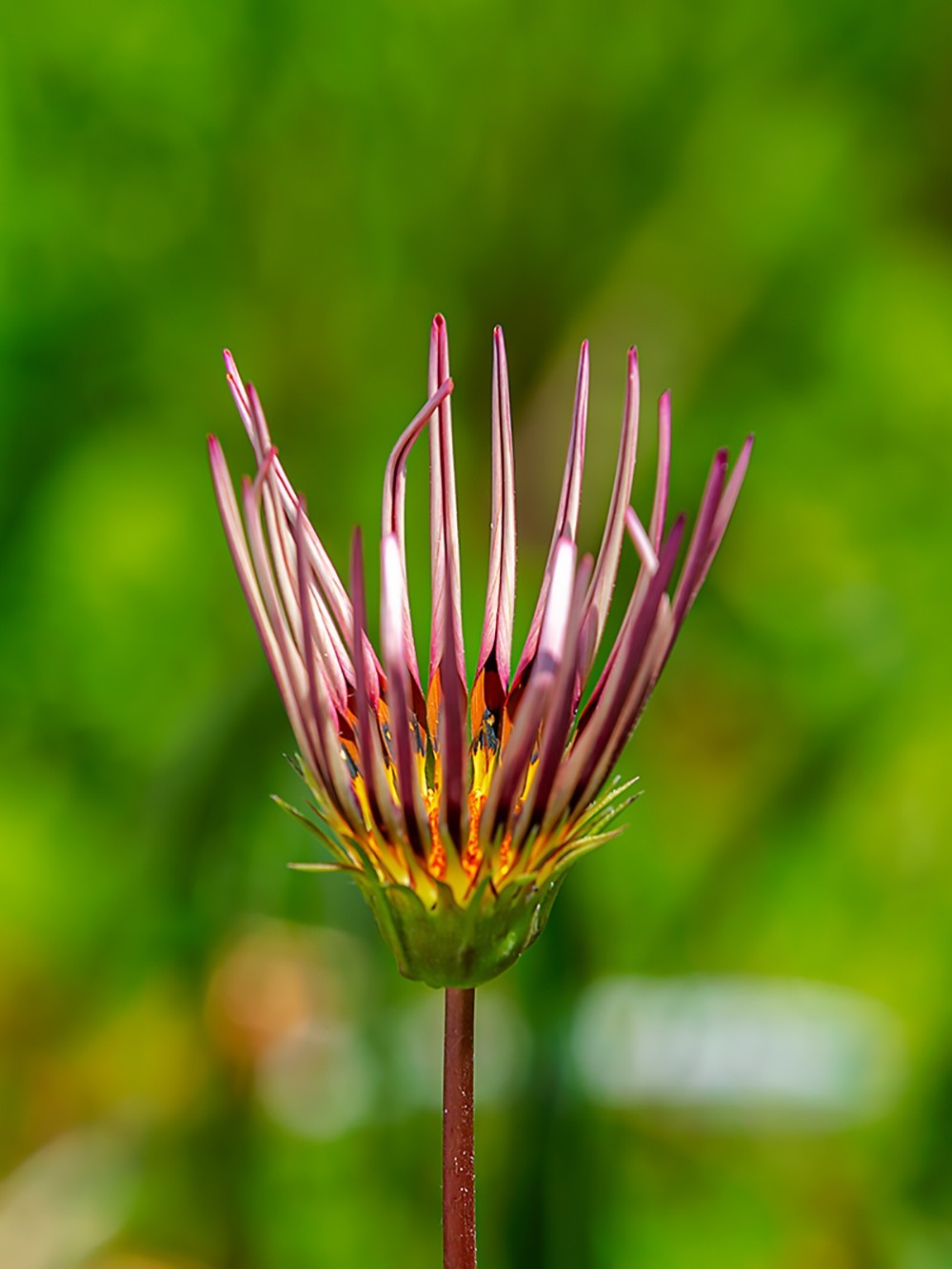 2022花城看花（36）：勋章菊
