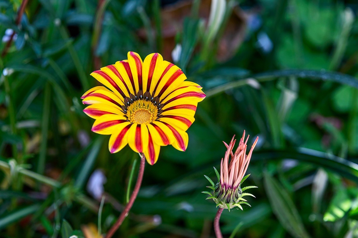 2022花城看花（36）：勋章菊