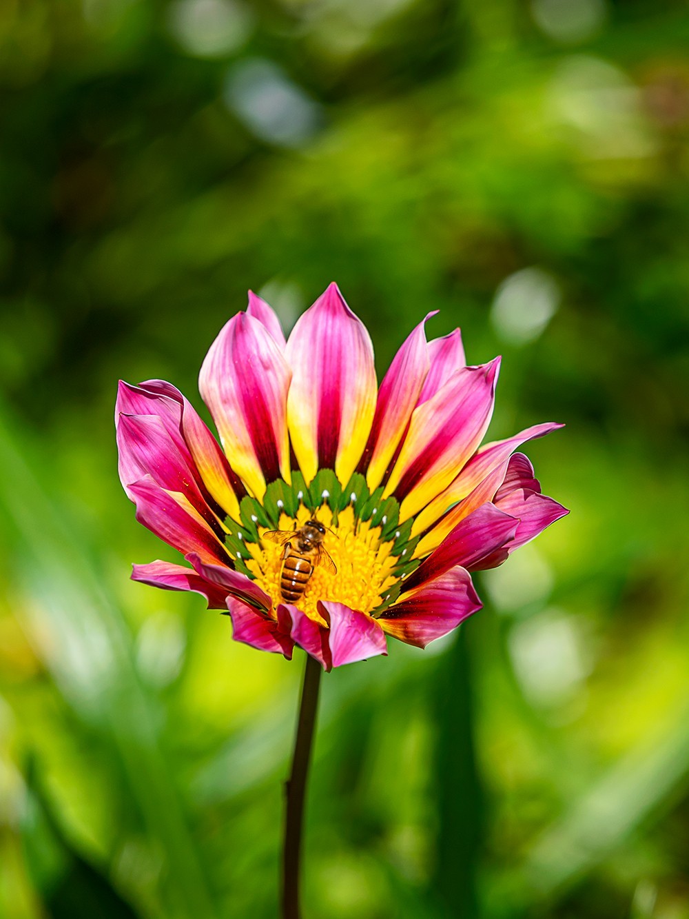 2022花城看花（36）：勋章菊