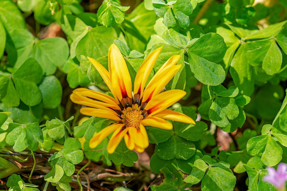 2022花城看花（36）：勋章菊