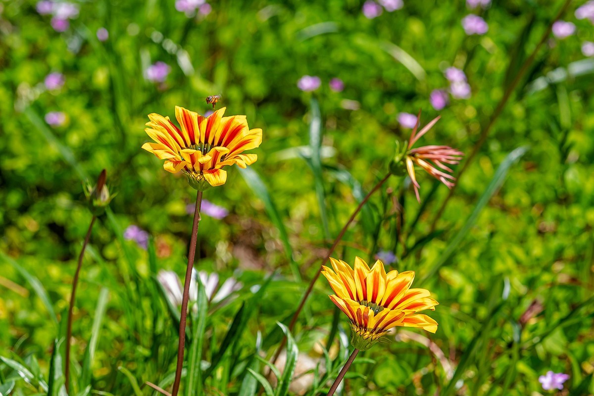 2022花城看花（36）：勋章菊