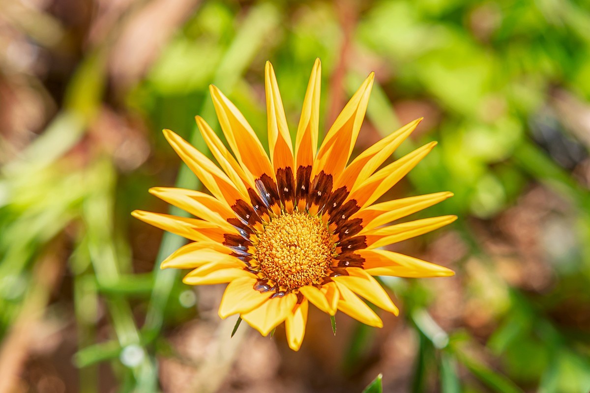 2022花城看花（36）：勋章菊