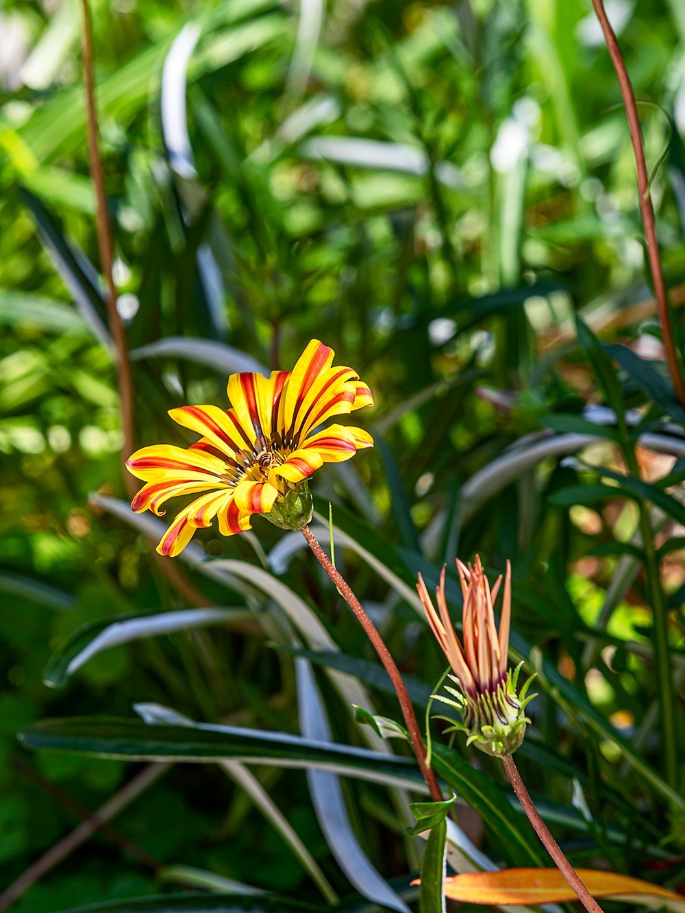 2022花城看花（36）：勋章菊