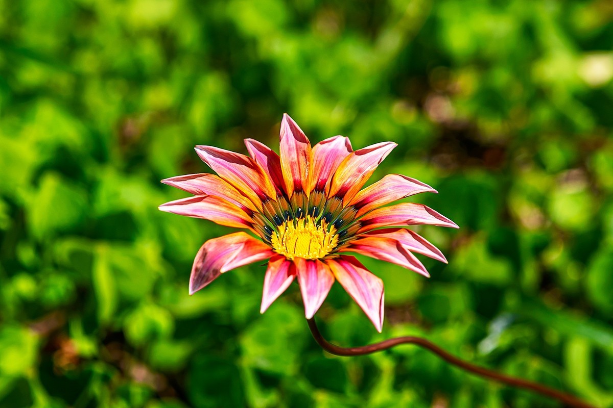 2022花城看花（36）：勋章菊