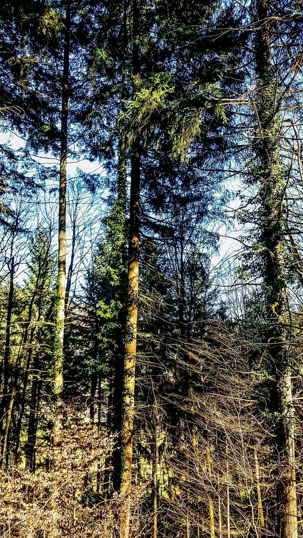 骑拍“黑森林”（南德）