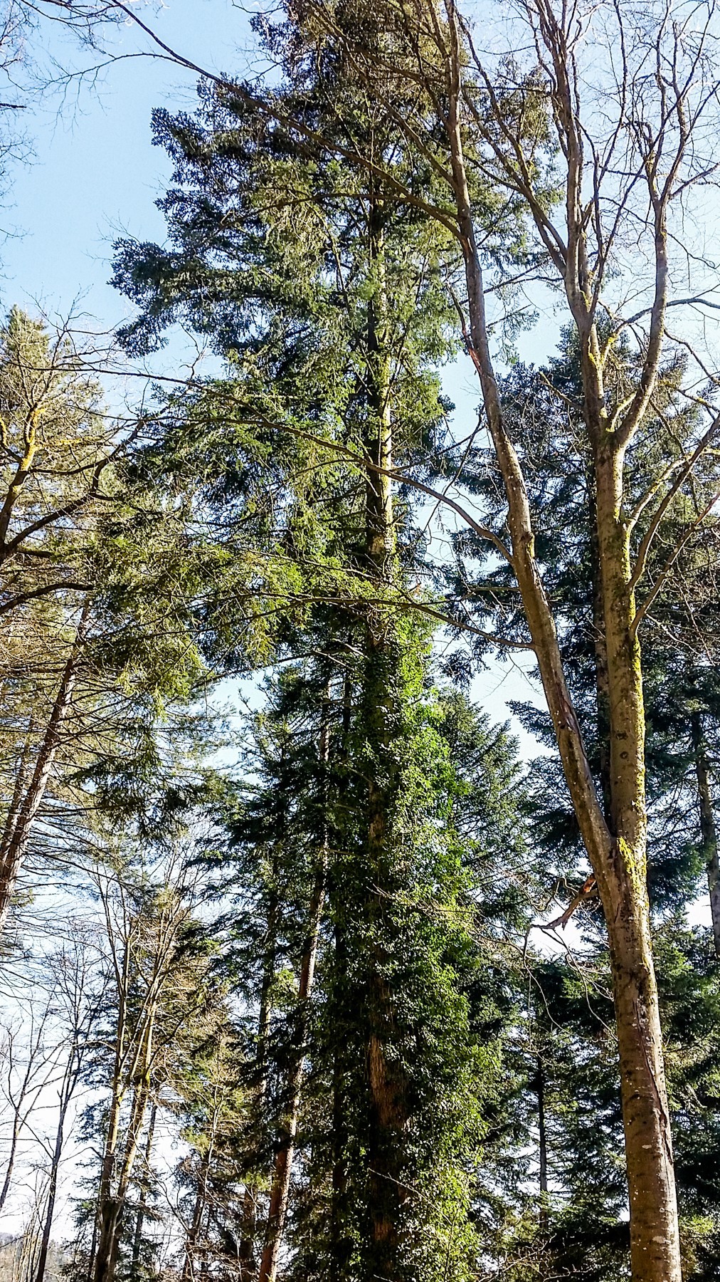 骑拍“黑森林”（南德）