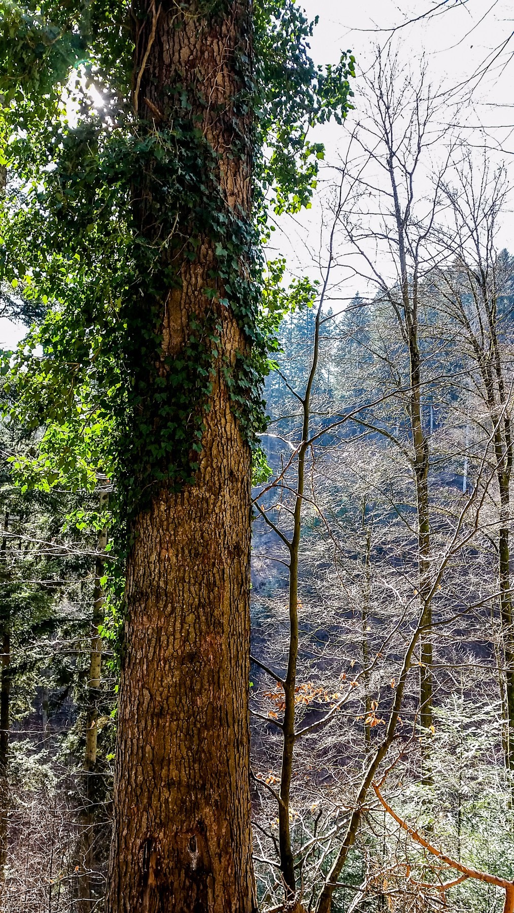 骑拍“黑森林”（南德）