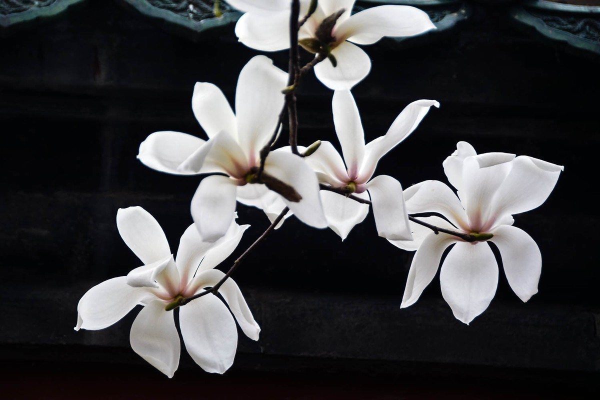 #花开春光寻美景#——春分天坛白玉兰-中关村在线摄影论坛
