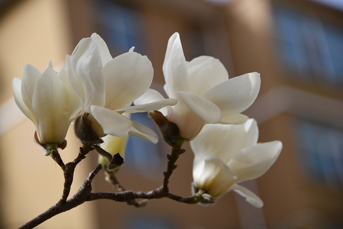 2023玉兰花（4）