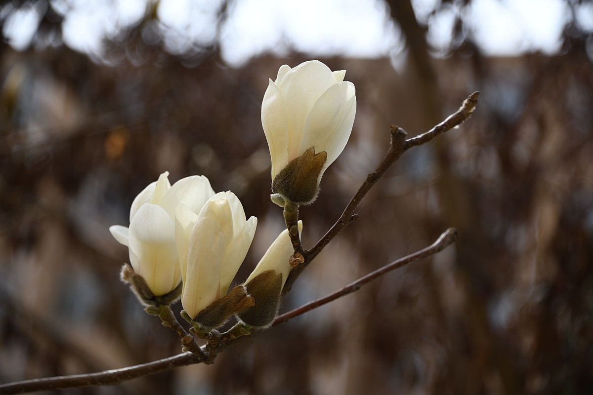 2023玉兰花（4）