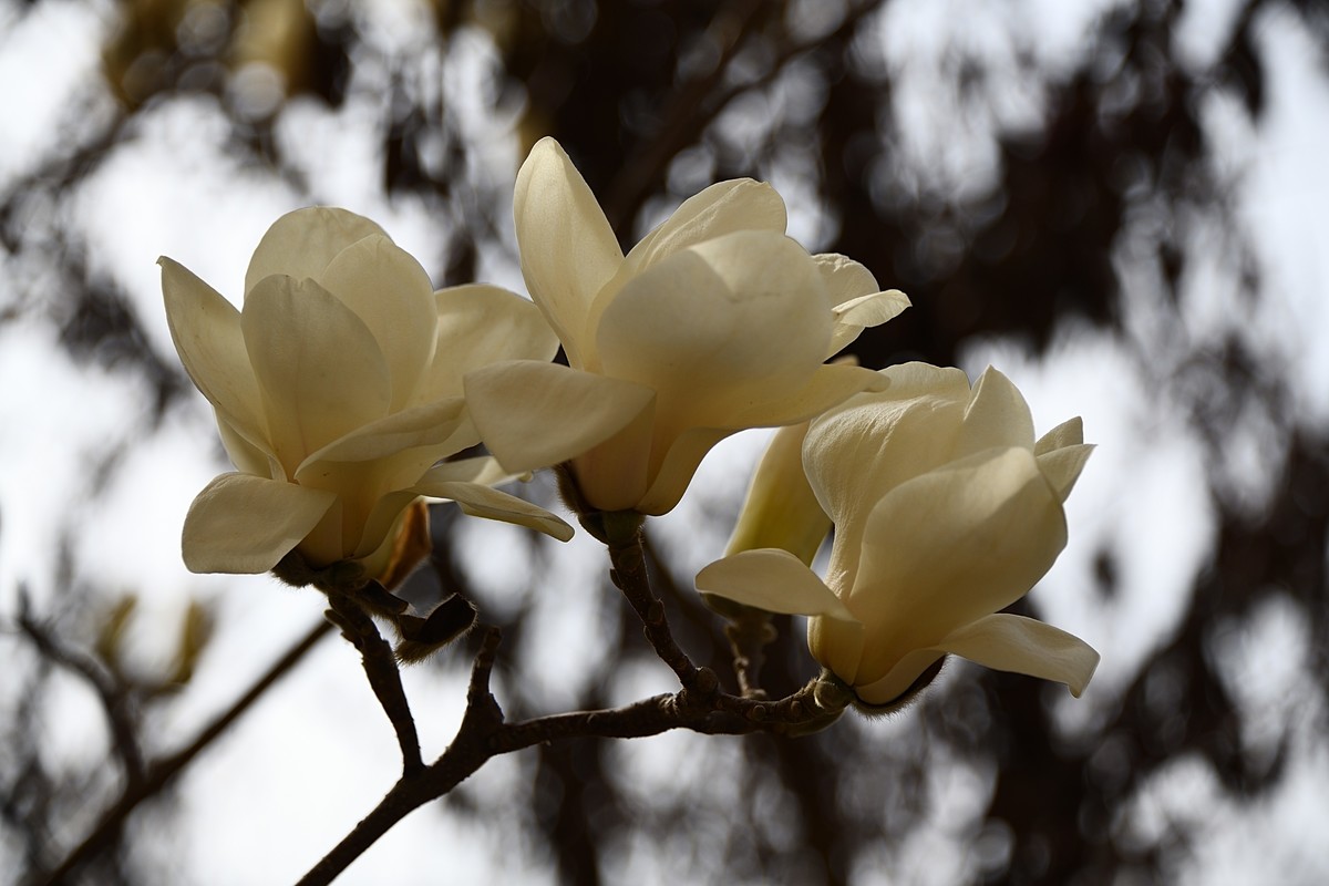 2023玉兰花（4）