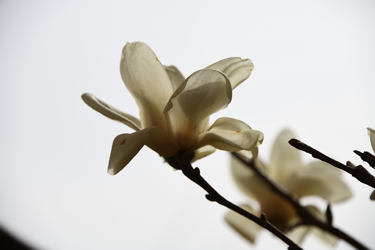 2023玉兰花（4）