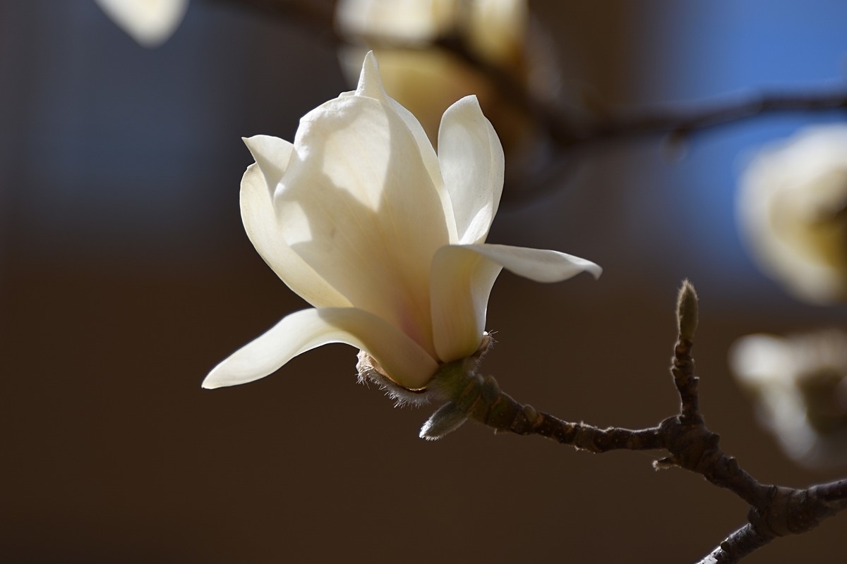 2023玉兰花（4）