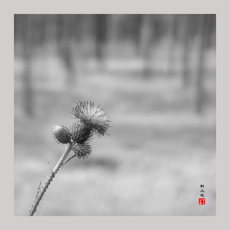 20230607黑白刺儿花