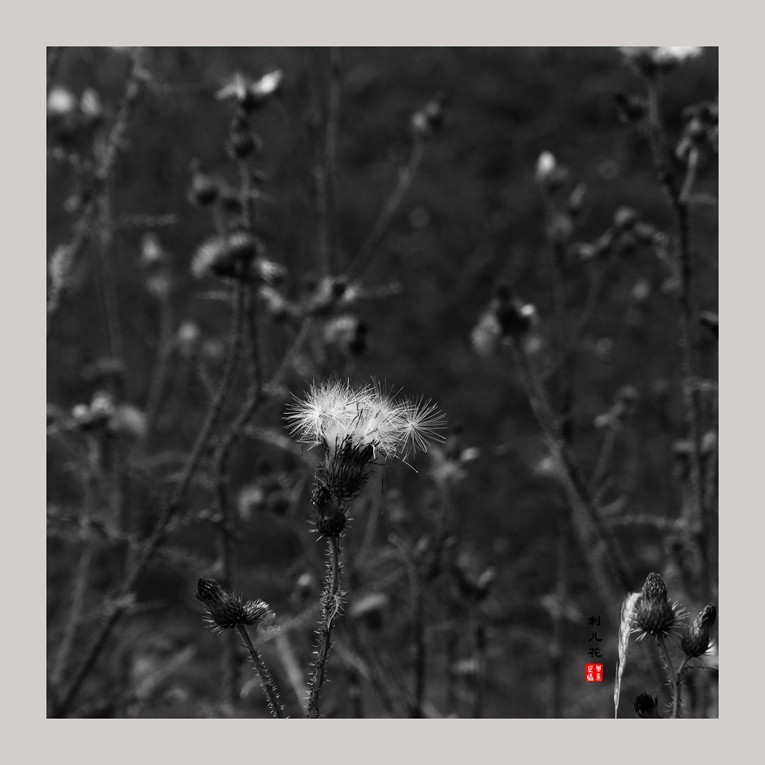 20230607黑白刺儿花