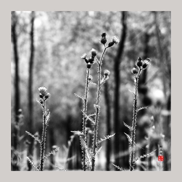 20230607黑白刺儿花