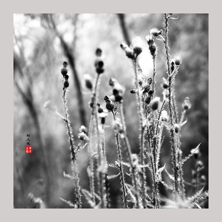 20230607黑白刺儿花