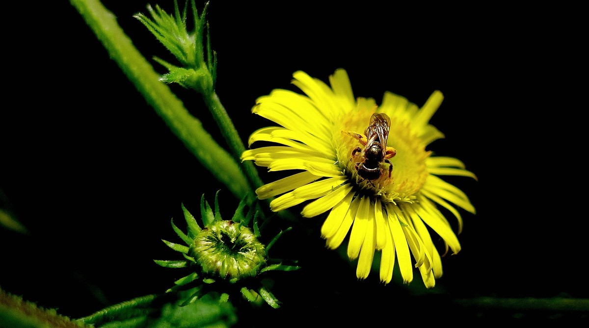 蜂儿与野菊花