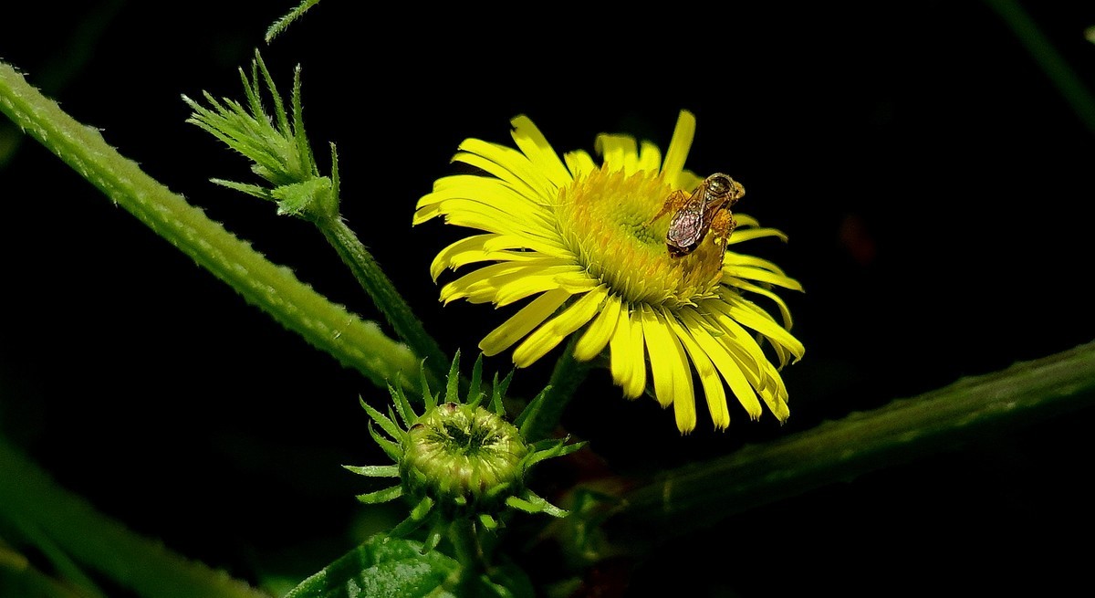 蜂儿与野菊花