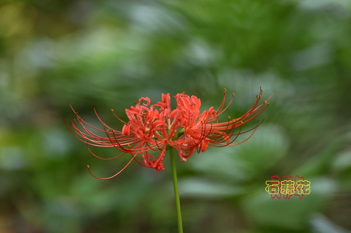 石蒜花 1【2023-0987】-中关村在线摄影论坛