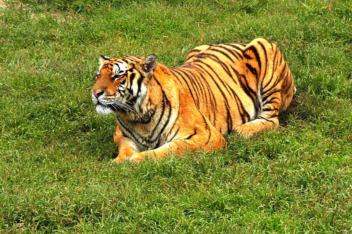 横道河子——虎园游拍（6）
