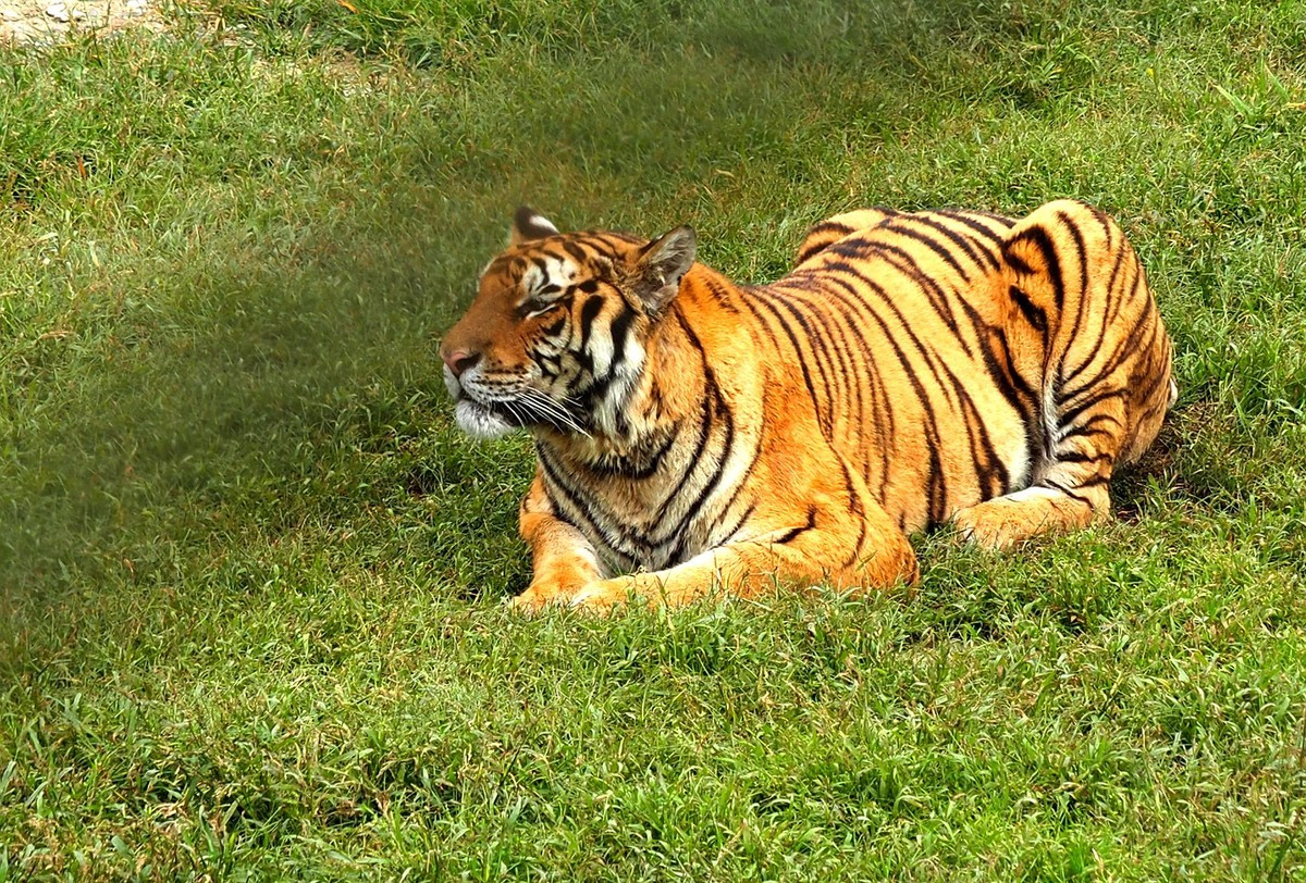 横道河子——虎园游拍（6）