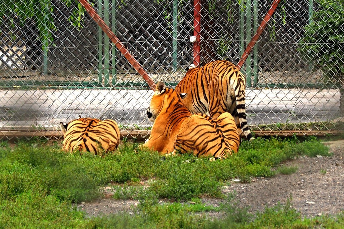 横道河子——虎园游拍（6）