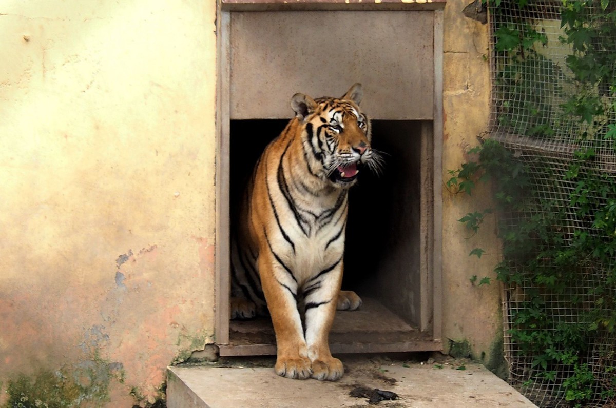 横道河子——虎园游拍（6）