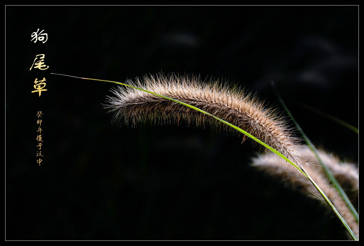 狗尾草（2023269）