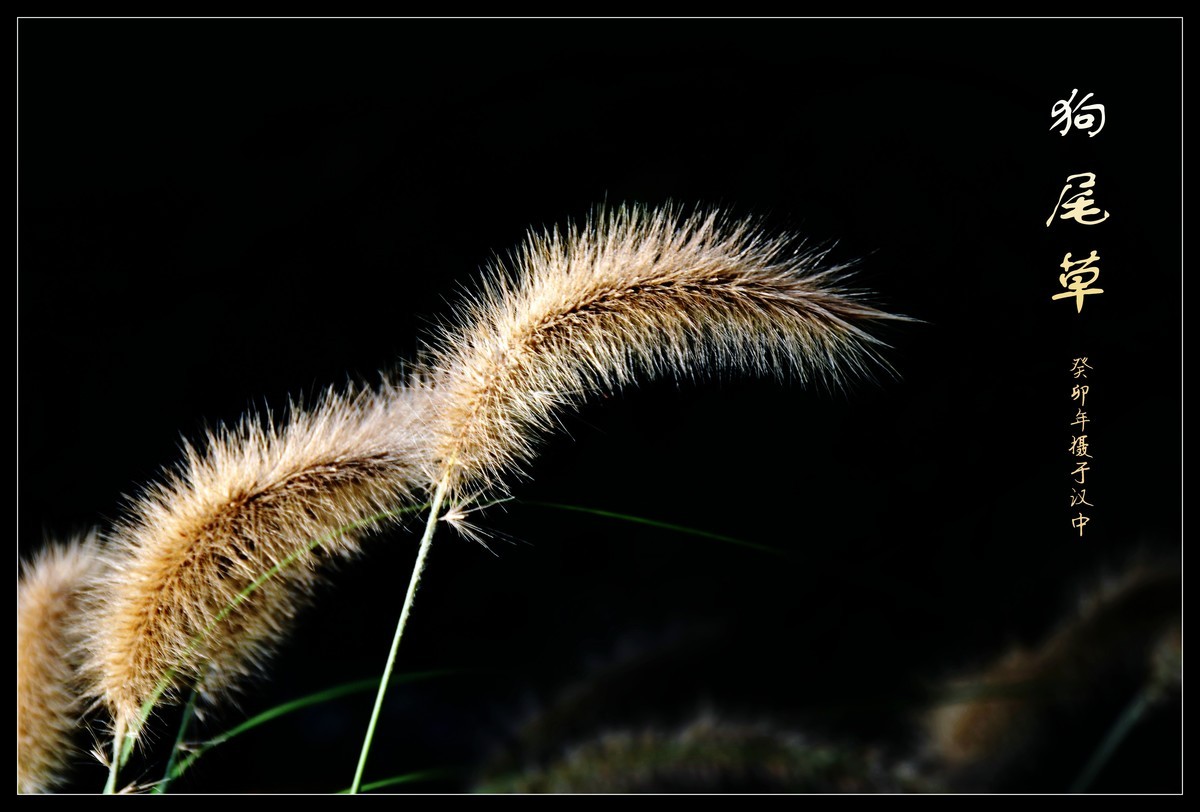 狗尾草（2023269）