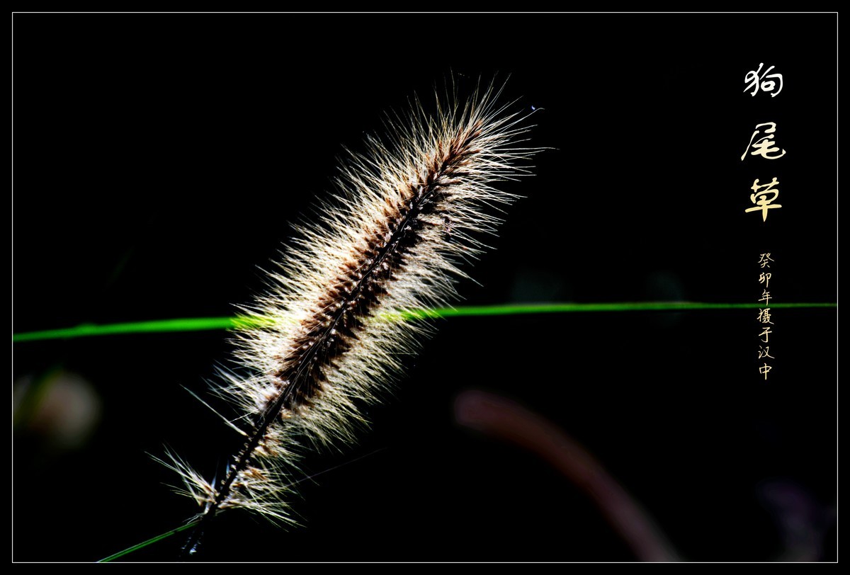 狗尾草（2023269）