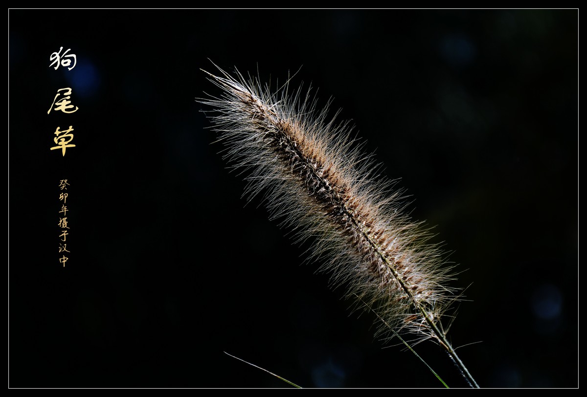 狗尾草（2023269）