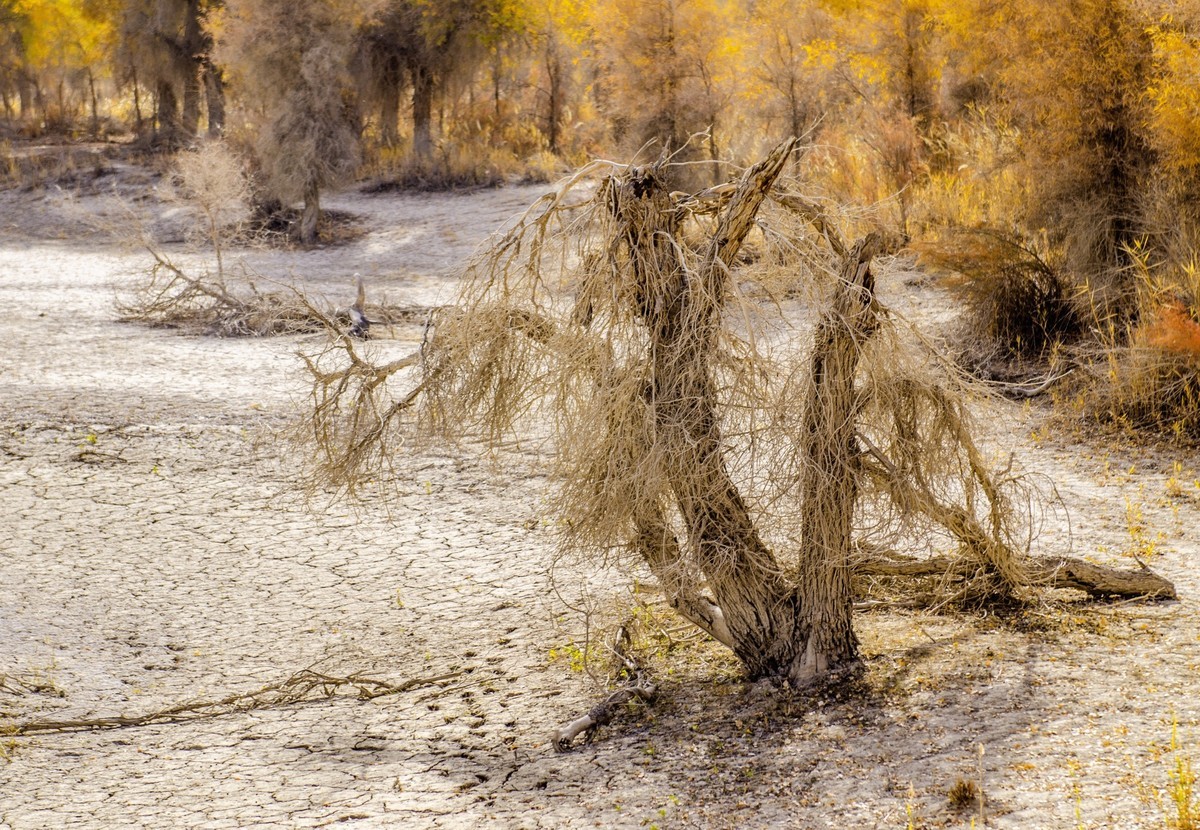 新疆旅拍（三）：塔里木胡杨林