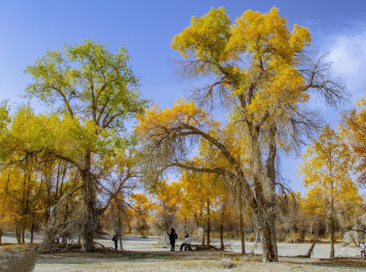 新疆旅拍（三）：塔里木胡杨林