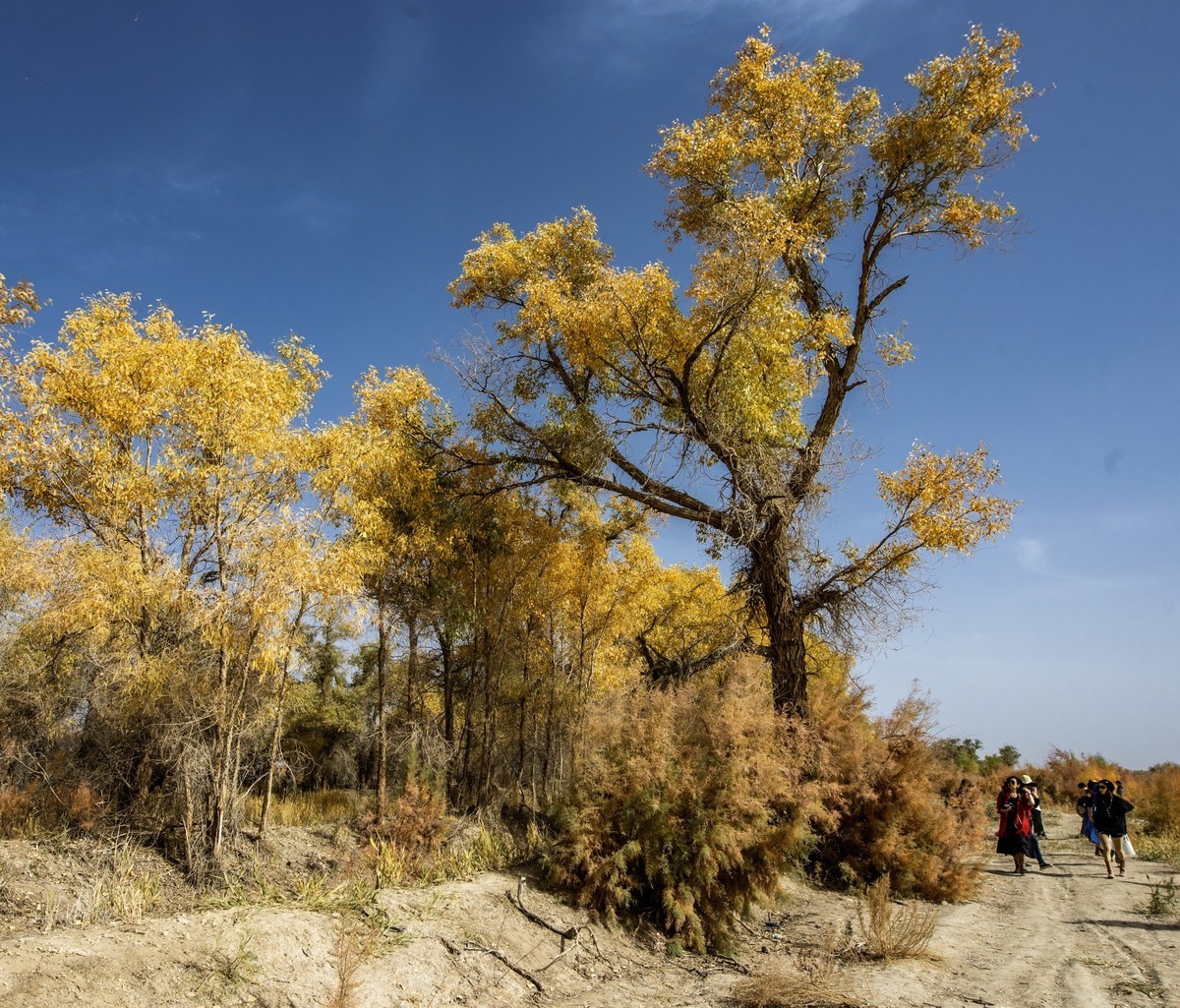 新疆旅拍（三）：塔里木胡杨林