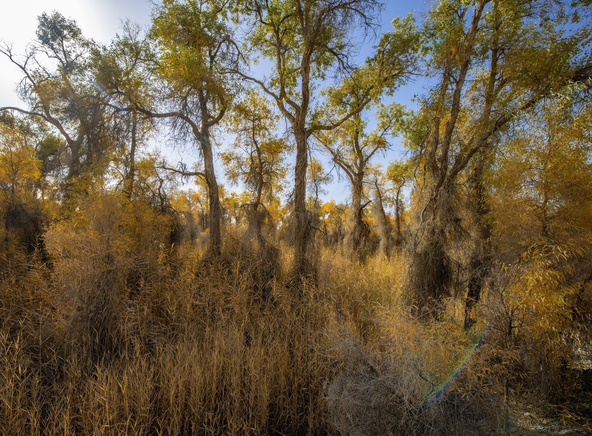 新疆旅拍（三）：塔里木胡杨林