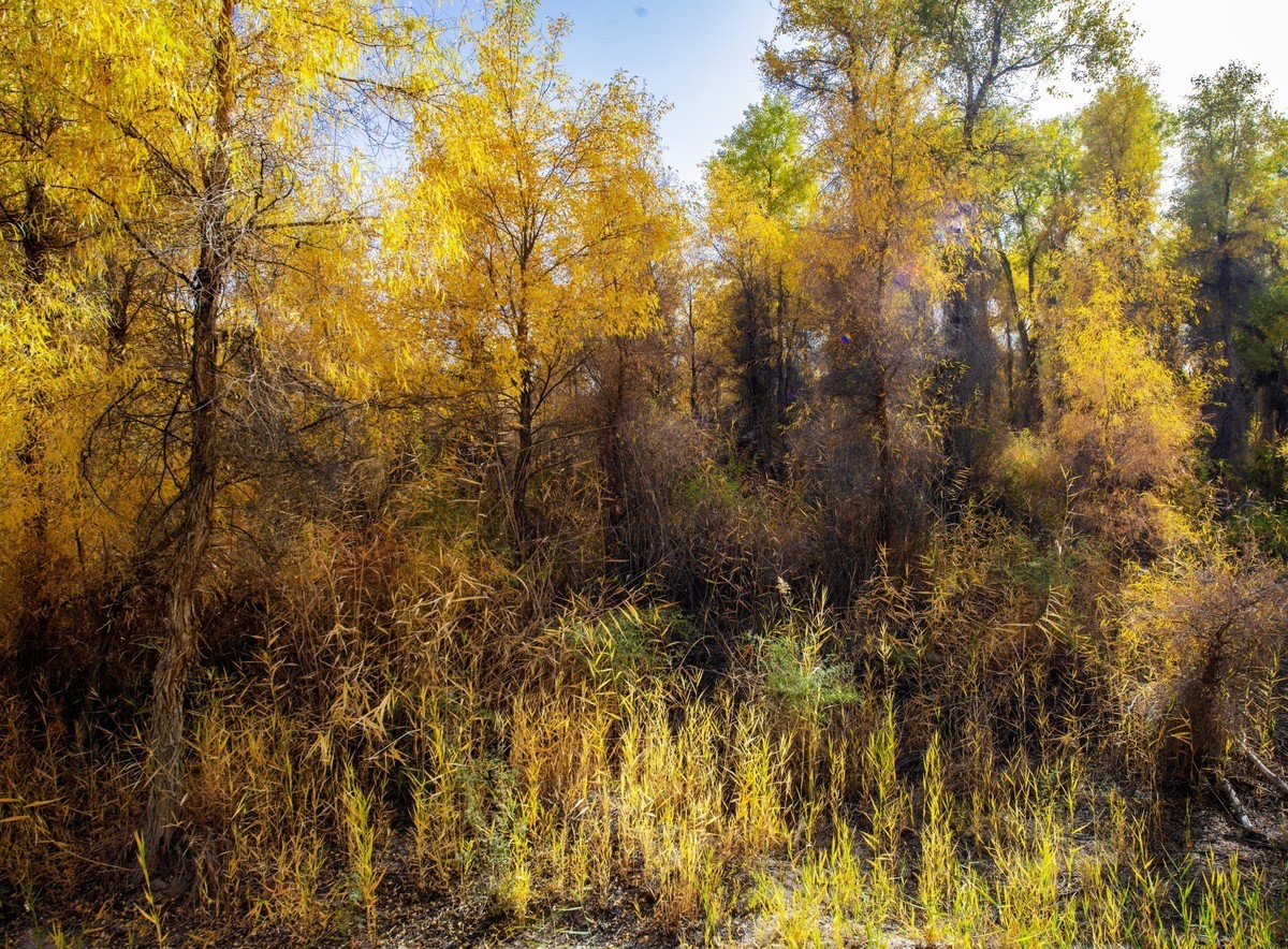 新疆旅拍（三）：塔里木胡杨林