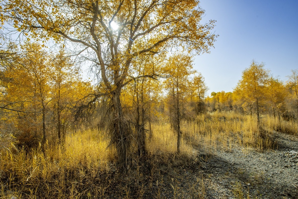 新疆旅拍（三）：塔里木胡杨林