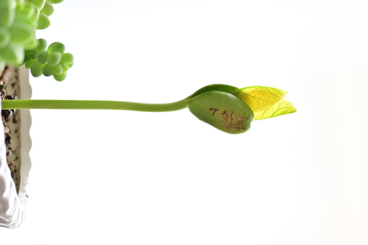 我家发芽茶树上有字