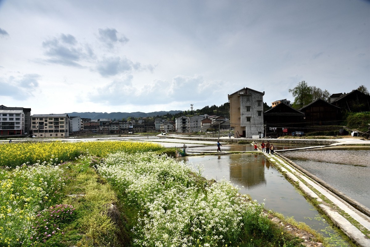 公路边的田园风光【贵州天柱县高酿镇】【2】