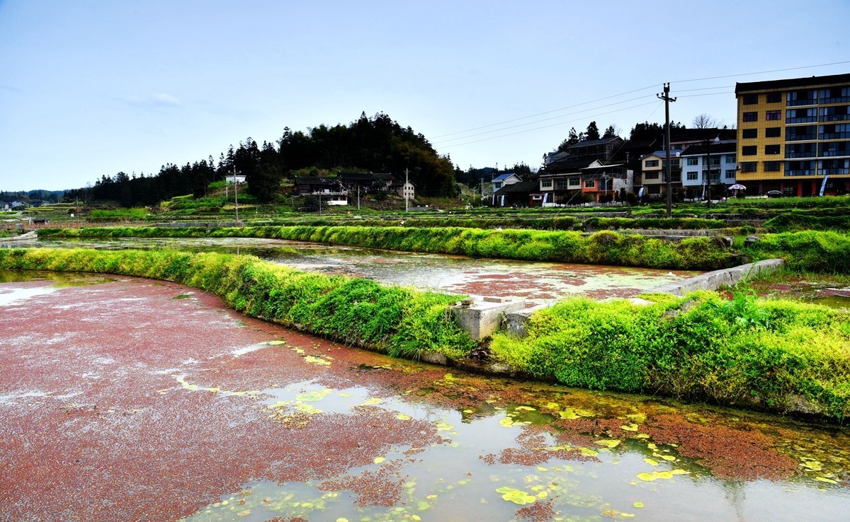 公路边的田园风光【贵州天柱县高酿镇】【2】