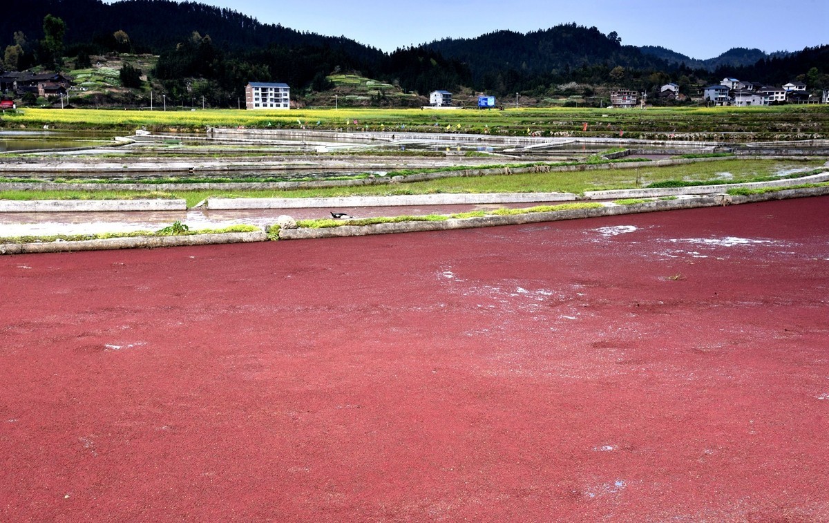 公路边的田园风光【贵州天柱县高酿镇】【2】