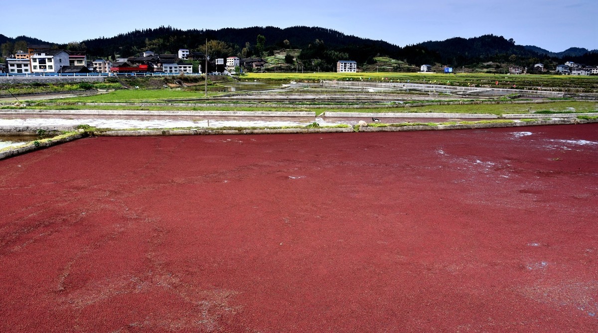 公路边的田园风光【贵州天柱县高酿镇】【4】