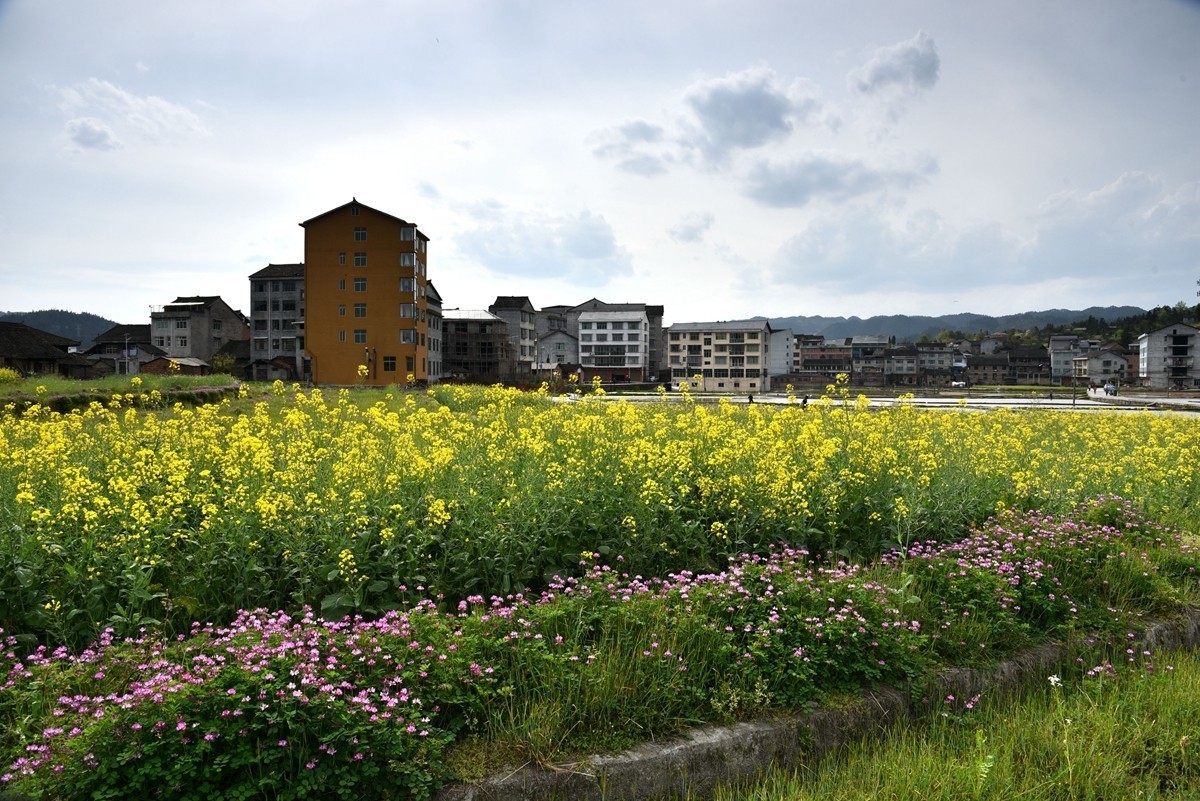 公路边的田园风光【贵州天柱县高酿镇】【4】