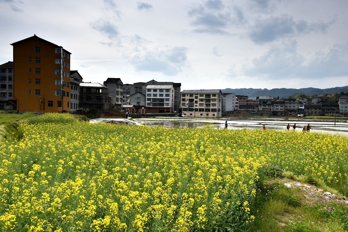 公路边的田园风光【贵州天柱县高酿镇】【4】